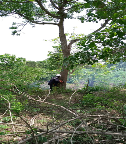 Abattage pour sécurité du réseau